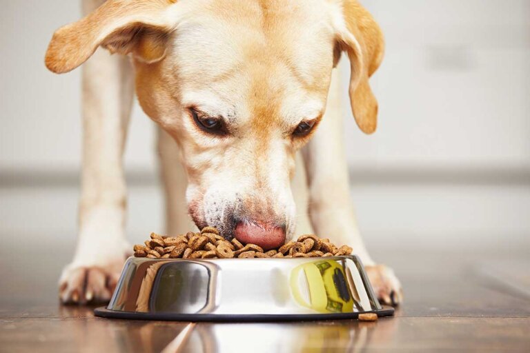 cibo per cani