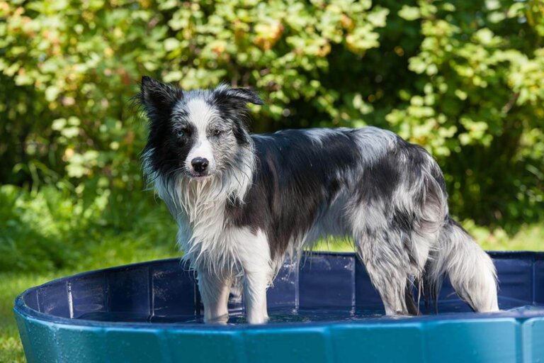 piscina per cani