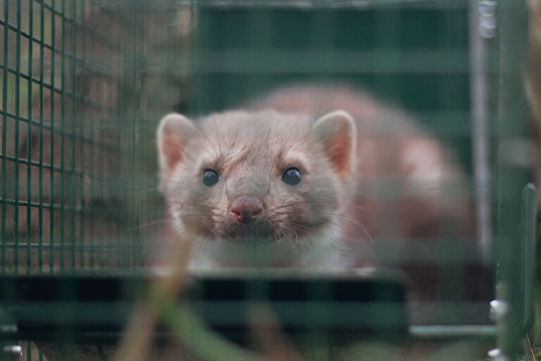 trappola per martore